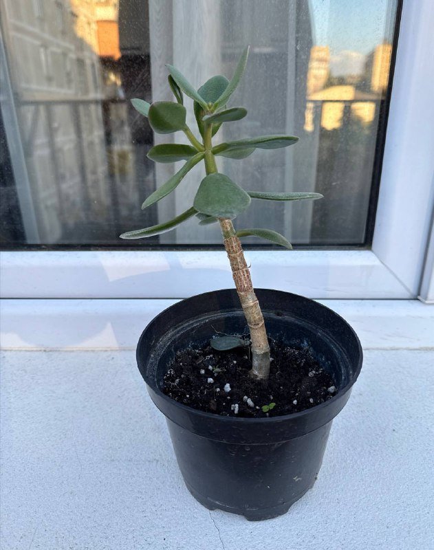 Толстянка Crassula