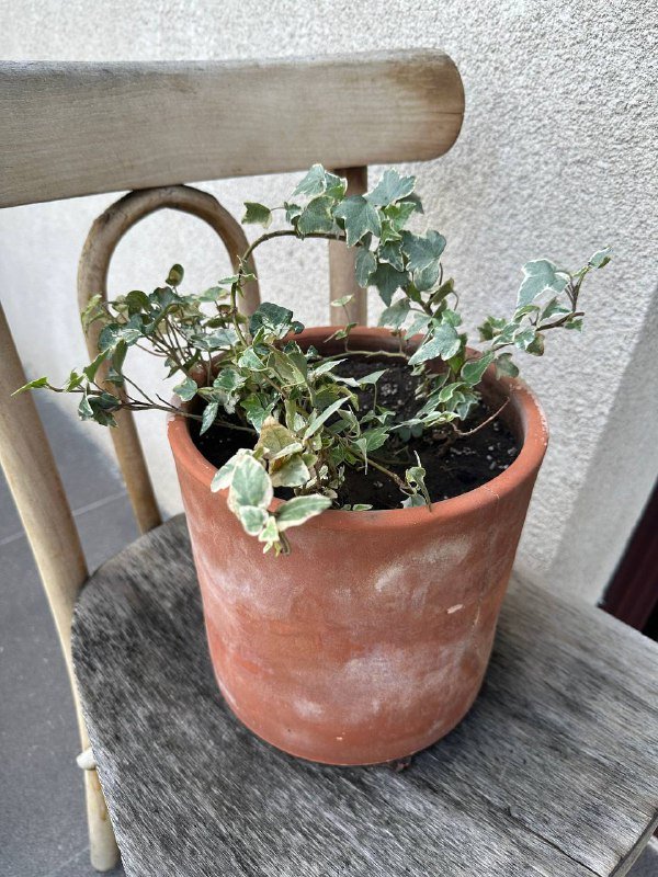 Монстера в глиняном горшке, Калатея ланцифолия, Дерево манго, Колеус, Плющ в глиняном горшке 6