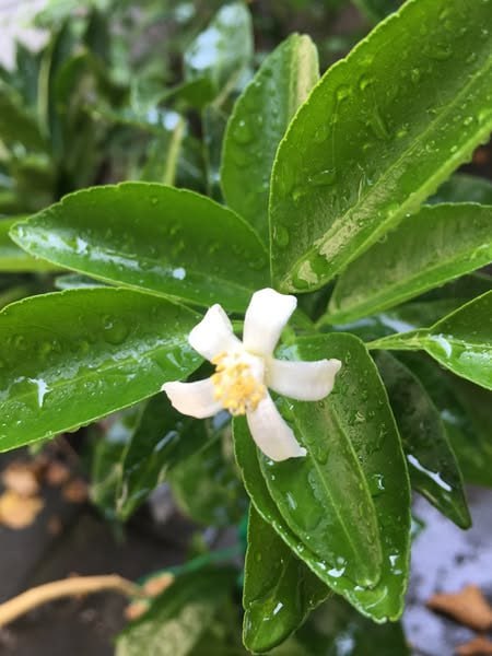 Саженцы мандарина Джели Кинг 2