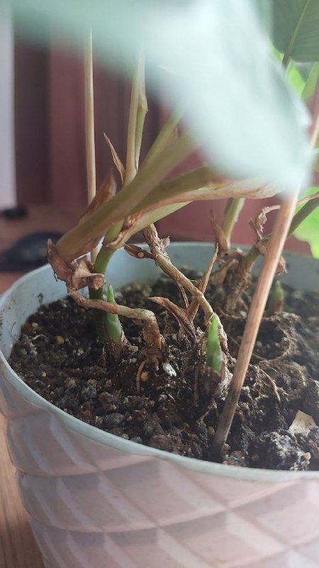 Маранта с молодыми побегами 2