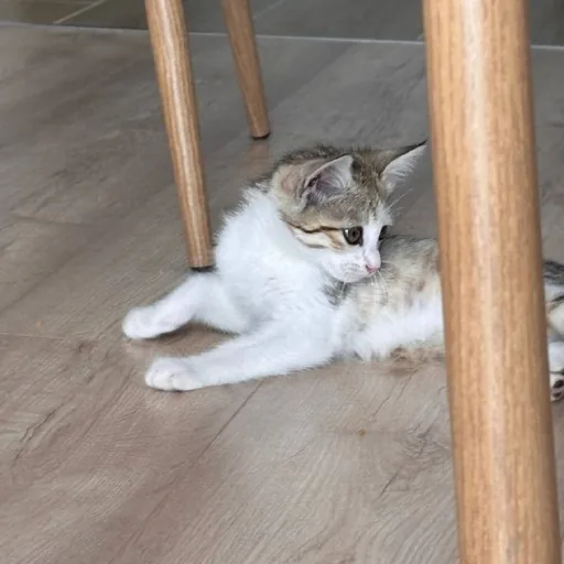 Котенок в добрые руки