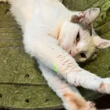 Кошка Луми ищет дом 4
