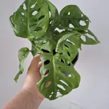 Кактусы, суккуленты, комнатные растения, монстеры, руэллия 3