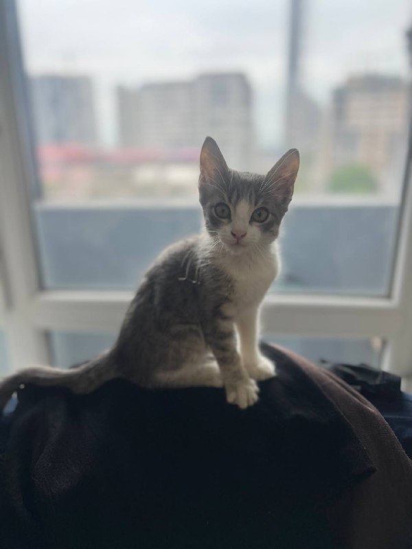 Котёнок, ласковая девочка ищет дом 5
