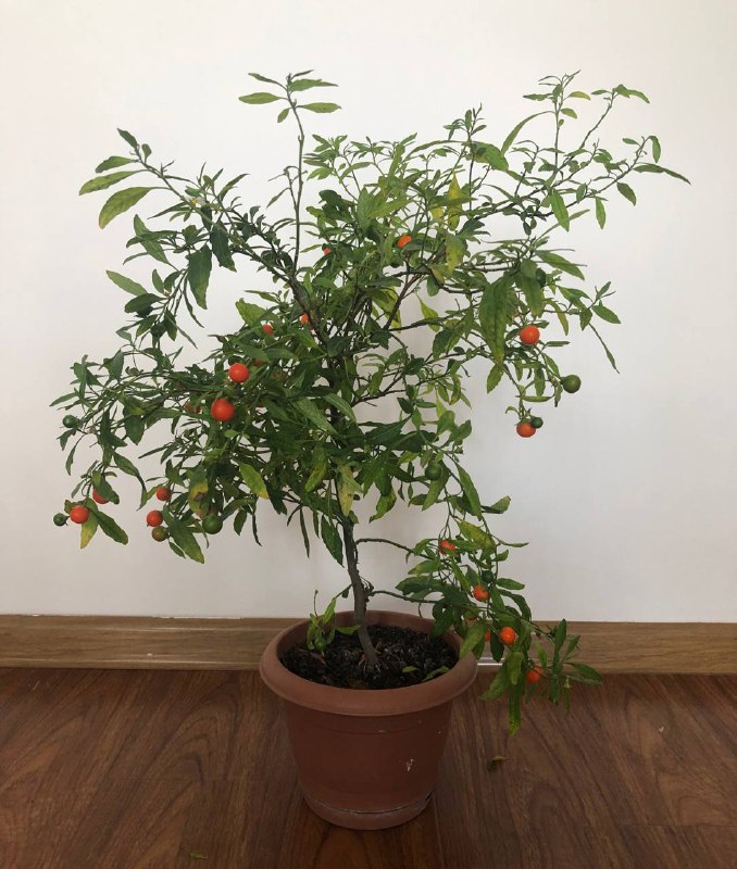 имбирь, фикус, лимон, мандарины, паслен комнатный 6