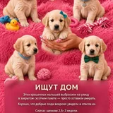 Щенки ищут дом 1
