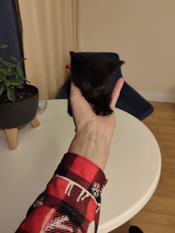 Котёнок ищет дом 2