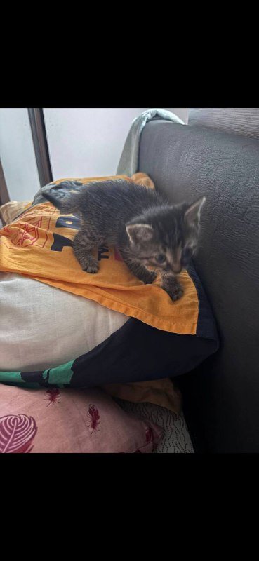 Котёнок мальчик сероватый полосатый ищет дом 2