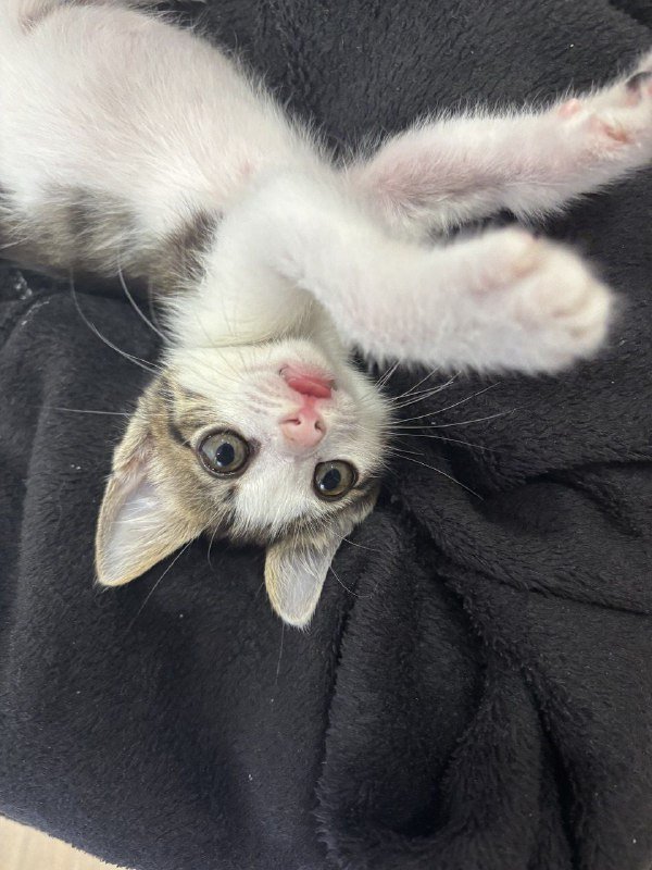 Котенок Микроба для добрых рук 2