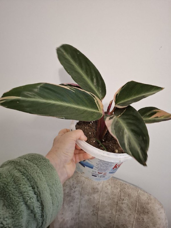 Строманты, монстеры, бегонии, суккуленты 7