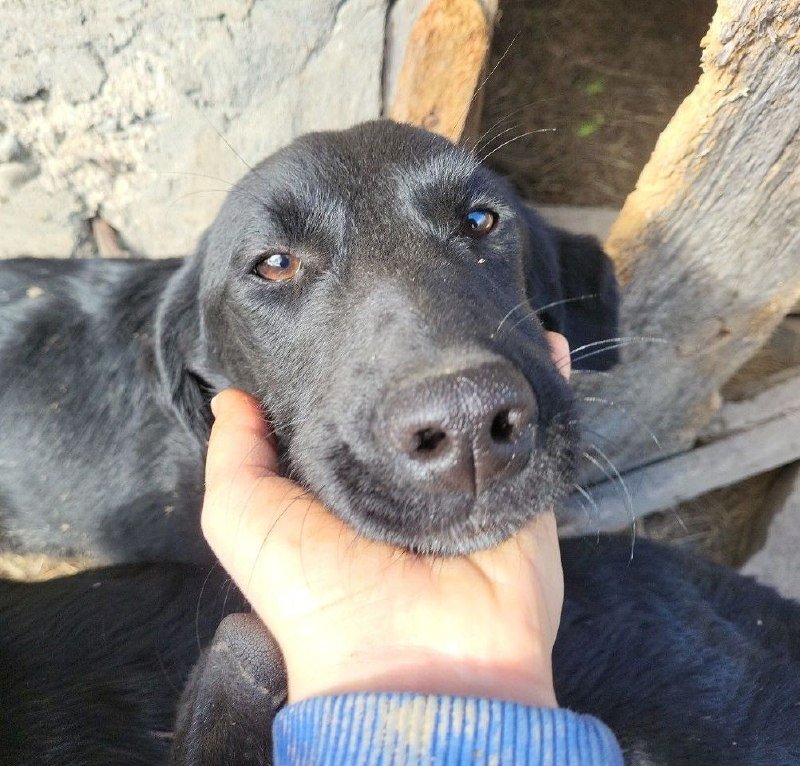 Щенок девочка Джульетта, 8 мес метиска