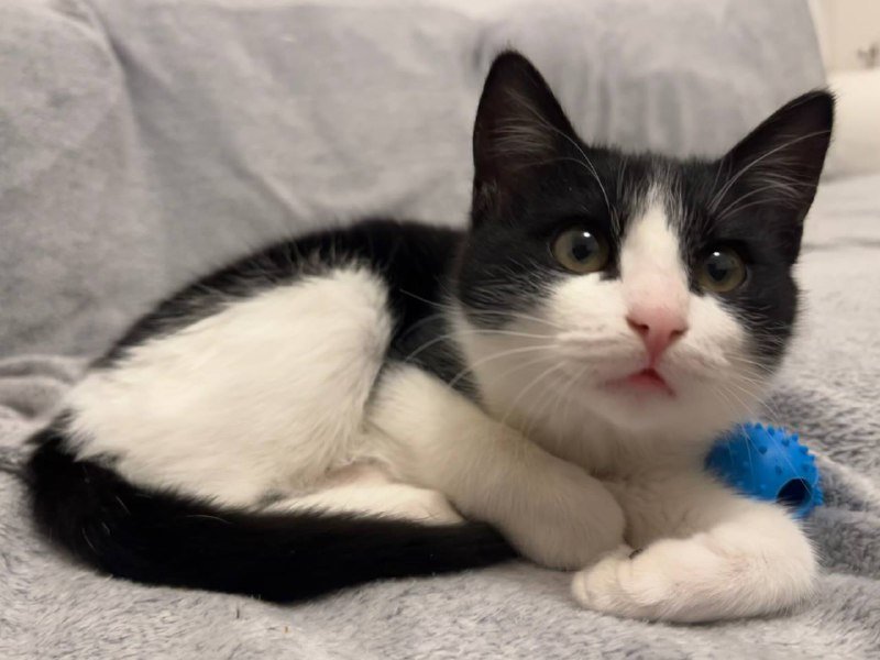 Котёнок метис, девочка, 3-4 месяца 3