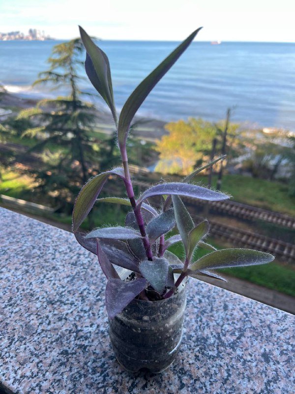 Растение Традесканция