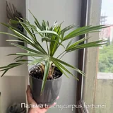 Комнатные растения, фикусы, пальмы 3