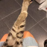 Котёнок ищет дом 4