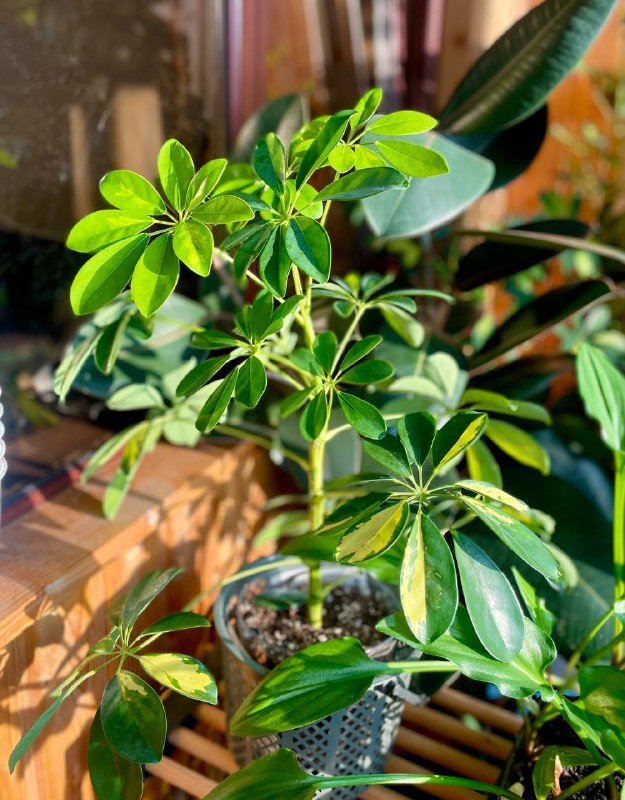 Шефлера вариегатная домашнее растение