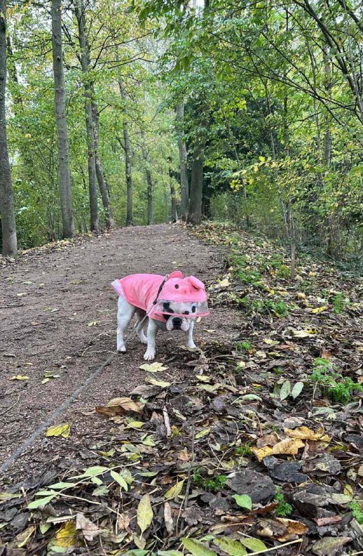 Дождевики для собак разных размеров и расцветок 2