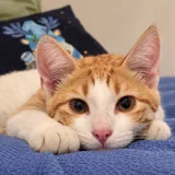 Кот Чипс ищет дом 3