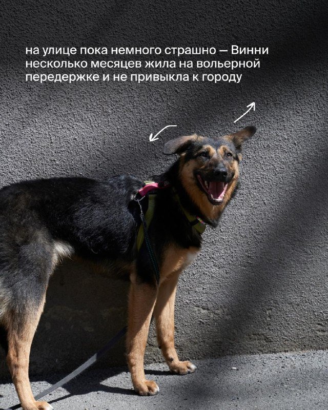 Винни, собака ищет дом 5