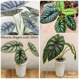 Комнатные растения 6