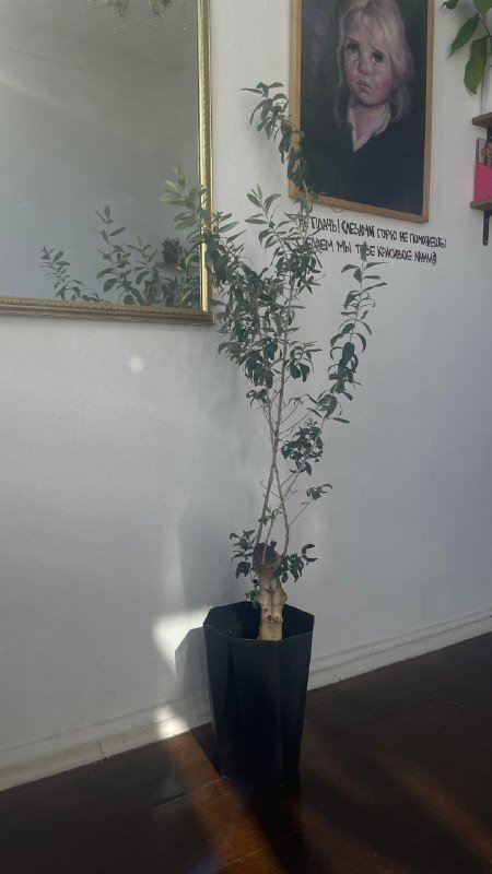 Офисный стул, ковер, лампы, массажер, фотоаппарат, зеркало, цветы в горшках 6