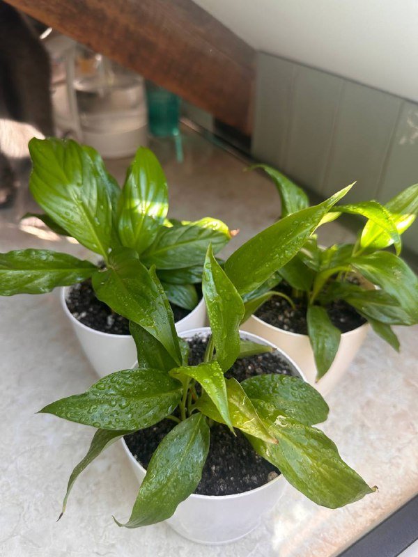 Цветы в горшках 3