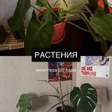 Посуда, декор, текстиль, книги, растения, свет, товары для питомцев 5