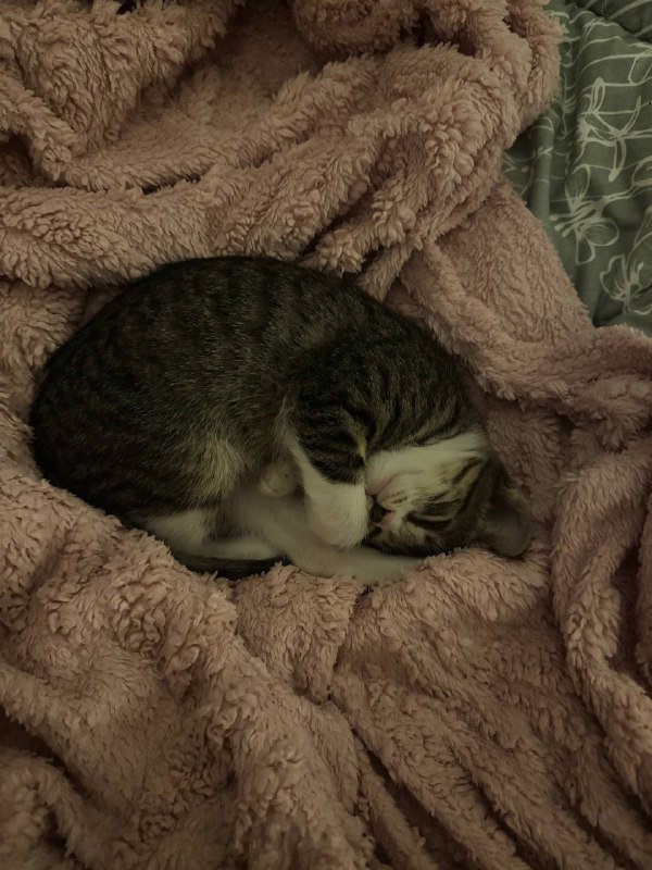 Sweet kitten for adoption