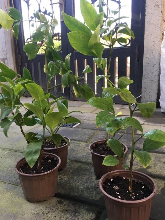 Саженцы лимона Мейер