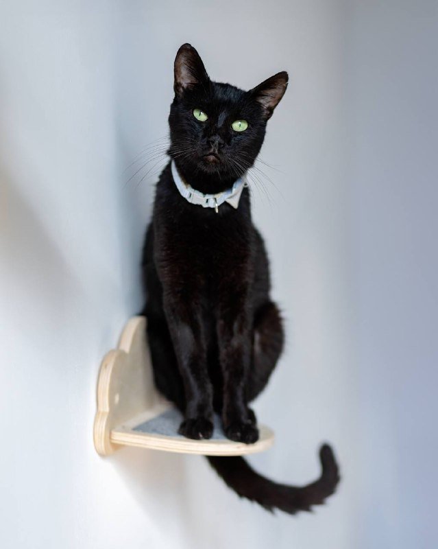 Черный кот Мистер Фрэнк ищет дом 3