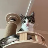 Котёнок Тео, передержка 2