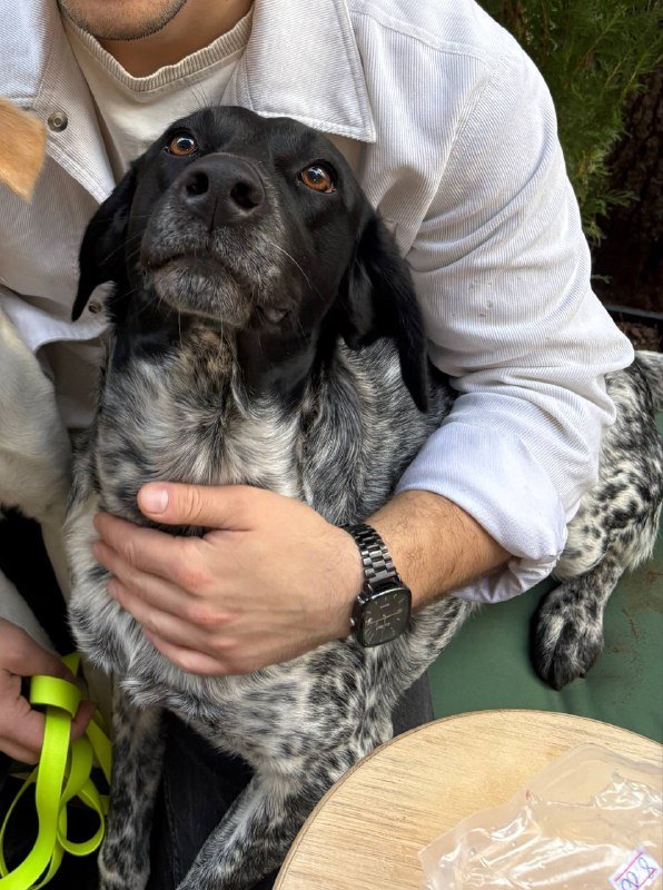 Немецкий курцхаар для передержки