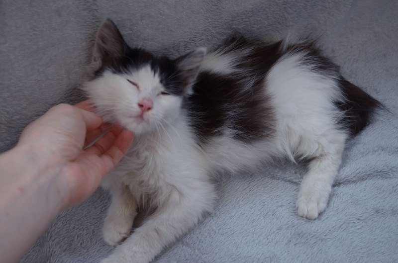 Котенок Ромби в поисках дома 6