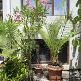 Цветы, пальмы, фикус, олеандр, гибискус, хосты, сукуленты 4