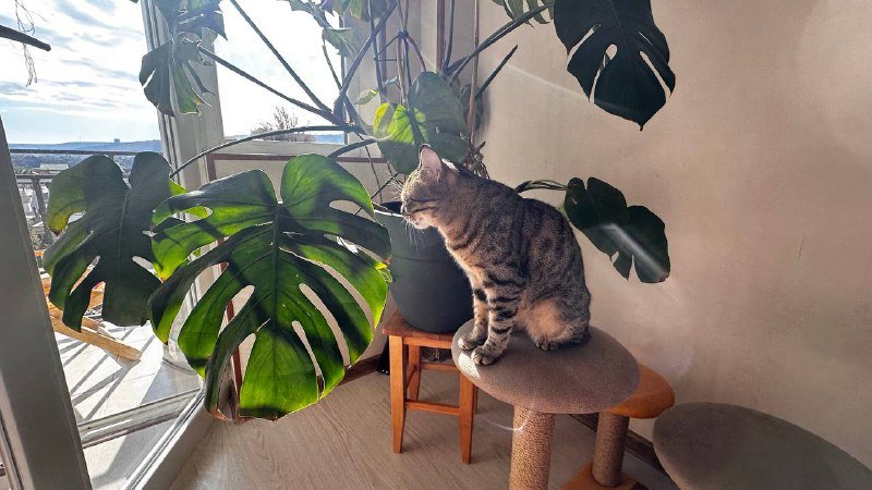 Крупная монстера 4 года