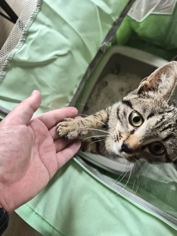 Котенок, 4 месяца 1