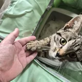 Котенок, 4 месяца 1
