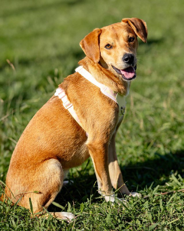 Собака Черри 9 месяцев ищет дом