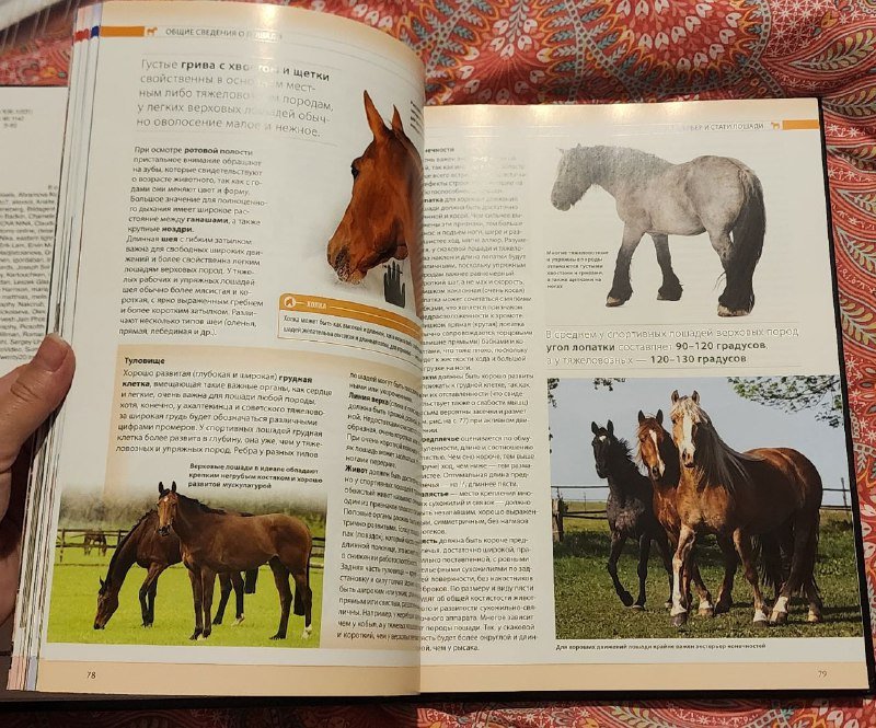 Энциклопедия ЛОШАДИ от истории до ухода 4