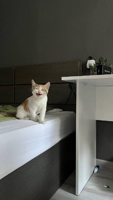 Котята белые с пятнышками в добрые руки 4