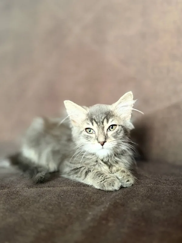 Котёнок девочка 1