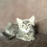 Котёнок девочка 1