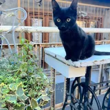 Черная кошечка 1