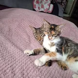 Котята в добрые руки 1