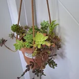 Комнатные растения, суккуленты, калатея, традесканция, хлорофитум 5