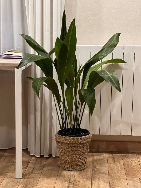 Аспидистра комнатное растение, Кашпо Jysk диаметр 24см 1