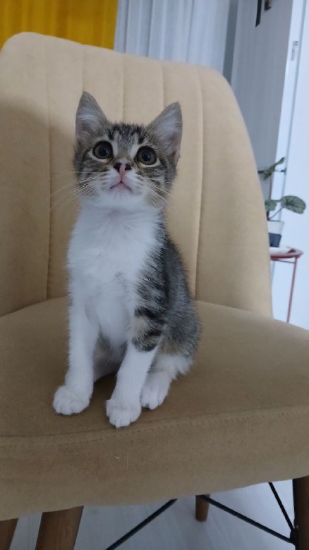 Котенок девочка Сулико ищет дом 5