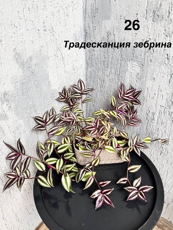 Комнатные растения традесканция, авокадо, цитрусы, азалия, пуансеттия, хризантемы 7