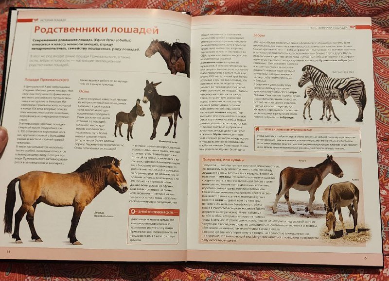 Энциклопедия ЛОШАДИ от истории до ухода 3