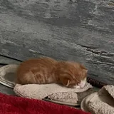 Рыжий котенок 4